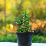 Dwarf Jade Plant (Portulacaria afra) with round fleshy green leaves and reddish stems – low-maintenance indoor succulent for home and office"