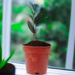 ZZ Plant in plastic nursery pot with glossy dark green leaves – low maintenance air-purifying indoor plant"