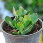 Crassula Ovata (Jade Plant) with thick oval green leaves – easy indoor succulent believed to bring wealth and luck