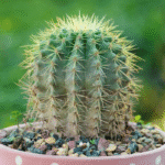 Golden Barrel Cactus (Echinocactus grusonii) with round shape and golden-yellow spines – bold and low-maintenance desert plant for indoor and outdoor decor