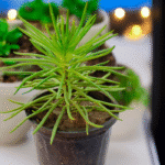 Senecio Barbertonicus with long green cylindrical leaves – drought-tolerant succulent plant for indoor and outdoor décor