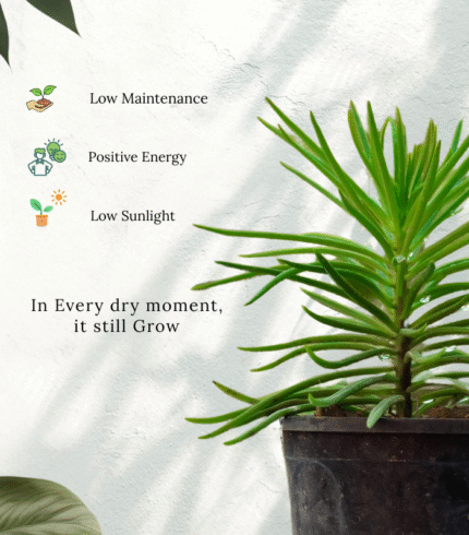 Senecio Barbertonicus with long green cylindrical leaves – drought-tolerant succulent plant for indoor and outdoor décor