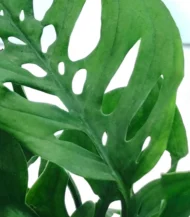 Broken Heart Plant with lush green heart-shaped leaves in a premium ceramic pot – Buy online from Vanupvan, India’s trusted online plant nursery.