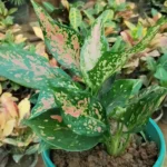 Aglaonema Pink Dalmatian plant with green leaves and vibrant pink spots in a decorative pot – Buy online from Vanupvan, India’s favorite online plant nursery.
