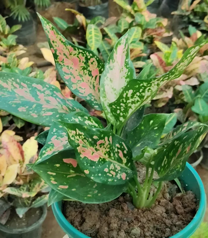 Aglaonema Pink Dalmatian plant with green leaves and vibrant pink spots in a decorative pot – Buy online from Vanupvan, India’s favorite online plant nursery.