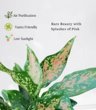 Aglaonema Pink Dalmatian plant with green leaves and vibrant pink spots in a decorative pot – Buy online from Vanupvan, India’s favorite online plant nursery.