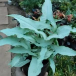 Syngonium White plant with soft white-green arrow-shaped leaves in a decorative pot – Buy online from Vanupvan, India’s trusted online plant store.