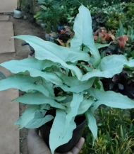 Syngonium White plant with soft white-green arrow-shaped leaves in a decorative pot – Buy online from Vanupvan, India’s trusted online plant store.
