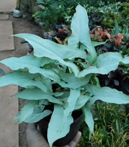 Syngonium White plant with soft white-green arrow-shaped leaves in a decorative pot – Buy online from Vanupvan, India’s trusted online plant store.