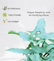 Syngonium White plant with soft white-green arrow-shaped leaves in a decorative pot – Buy online from Vanupvan, India’s trusted online plant store.