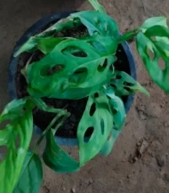 Broken Heart Plant with lush green heart-shaped leaves in a premium ceramic pot – Buy online from Vanupvan, India’s trusted online plant nursery.