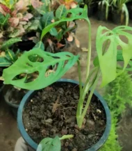 Broken Heart Plant with lush green heart-shaped leaves in a premium ceramic pot – Buy online from Vanupvan, India’s trusted online plant nursery.