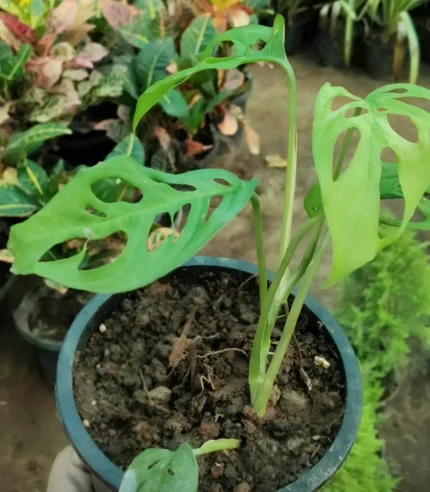 Broken Heart Plant with lush green heart-shaped leaves in a premium ceramic pot – Buy online from Vanupvan, India’s trusted online plant nursery.