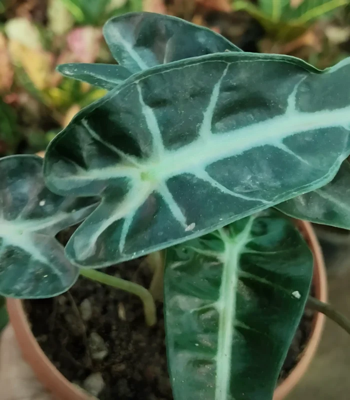 Alocasia Bambino plant with arrow-shaped dark green leaves and white veins in a stylish pot – Buy online from Vanupvan, India’s trusted online plant store.