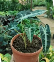 Alocasia Bambino plant with arrow-shaped dark green leaves and white veins in a stylish pot – Buy online from Vanupvan, India’s trusted online plant store.