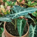 Alocasia Bambino plant with arrow-shaped dark green leaves and white veins in a stylish pot – Buy online from Vanupvan, India’s trusted online plant store.