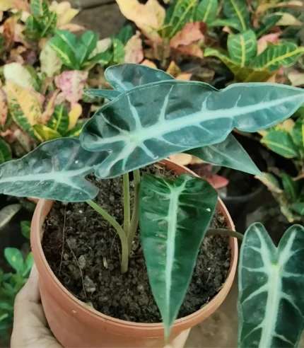 Alocasia Bambino plant with arrow-shaped dark green leaves and white veins in a stylish pot – Buy online from Vanupvan, India’s trusted online plant store.