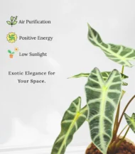 Alocasia Bambino plant with arrow-shaped dark green leaves and white veins in a stylish pot – Buy online from Vanupvan, India’s trusted online plant store.