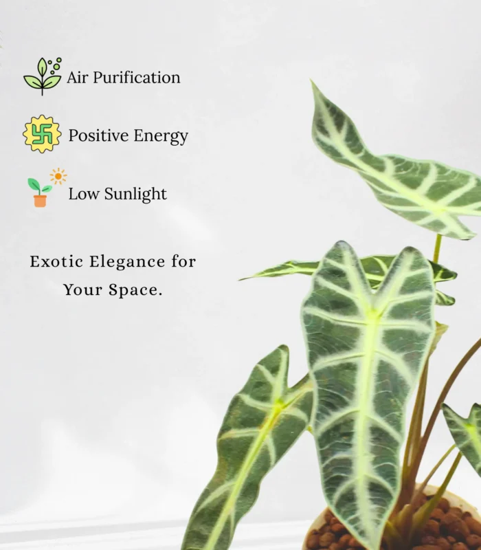 Alocasia Bambino plant with arrow-shaped dark green leaves and white veins in a stylish pot – Buy online from Vanupvan, India’s trusted online plant store.