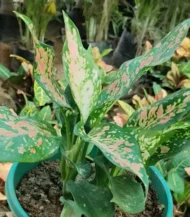 Aglaonema Pink Dalmatian plant with green leaves and vibrant pink spots in a decorative pot – Buy online from Vanupvan, India’s favorite online plant nursery.