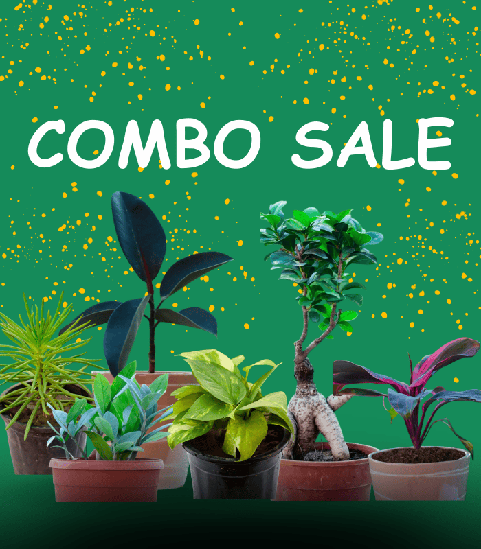 BULK PLANTS , COMBO PLANTS VANUPVAN